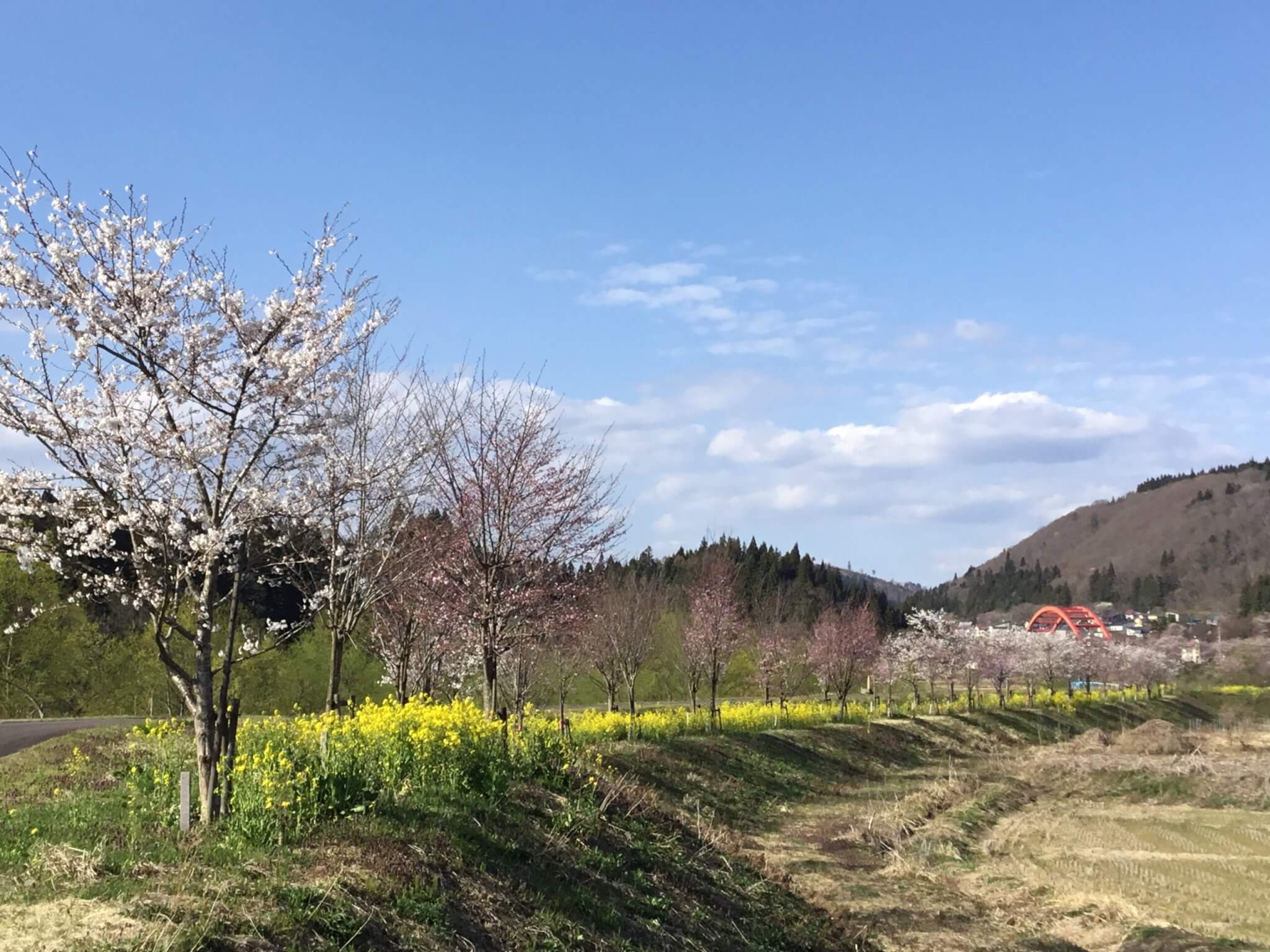 桜ウオーク　菜の花と桜の小路　かわち前