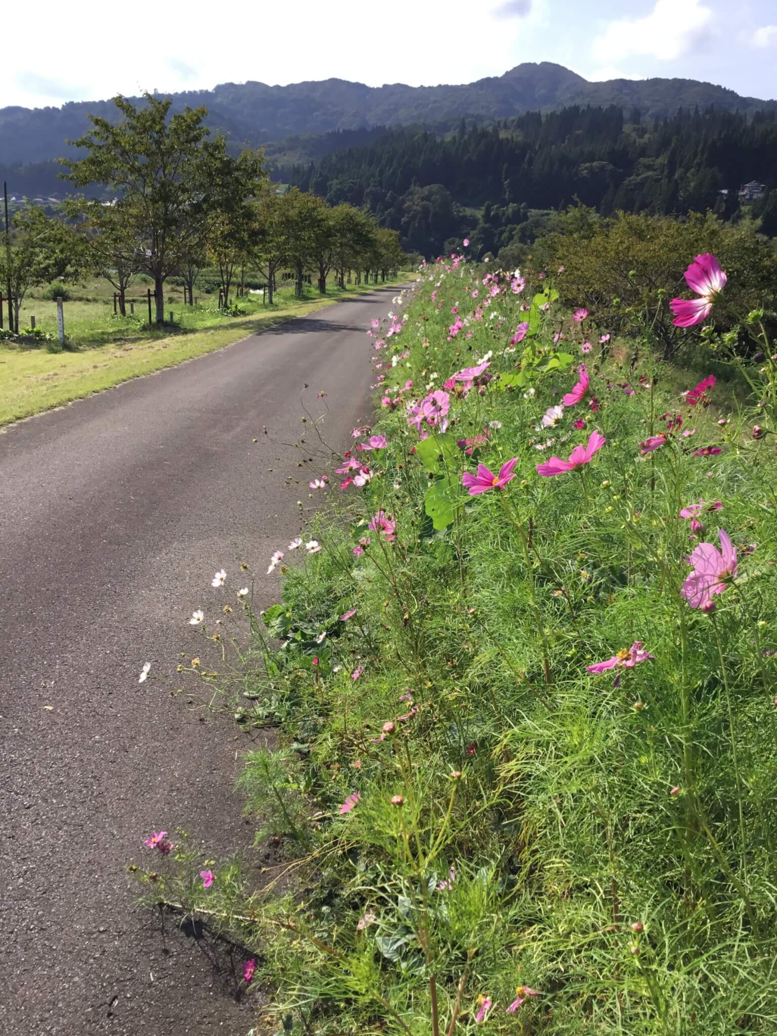 コスモスの小路