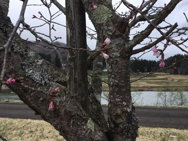 そして追いかけるように　桜開花